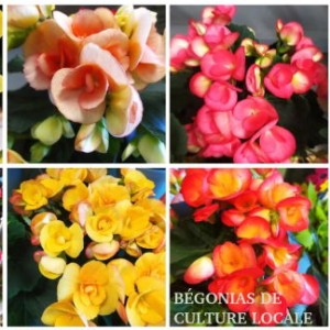 4couleursdebegoniax300.jpg