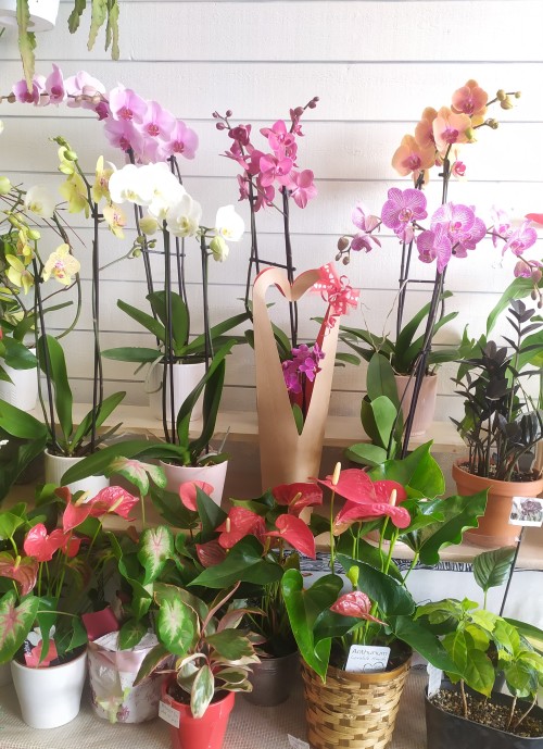 plantes-orch-et-anthuriumX500_110049~2.jpg
