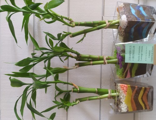 ok-3 bambous -bonheurx500_1 (2).jpg