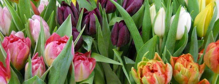 0-tulipes-horizontales-rog-746x247-DSCN2797.jpg